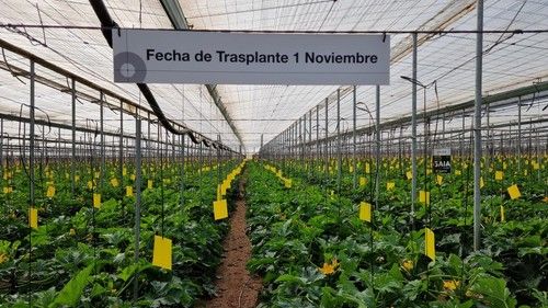 La fecha de trasplante ideal es del 20 de octubre al 10 de diciembre.