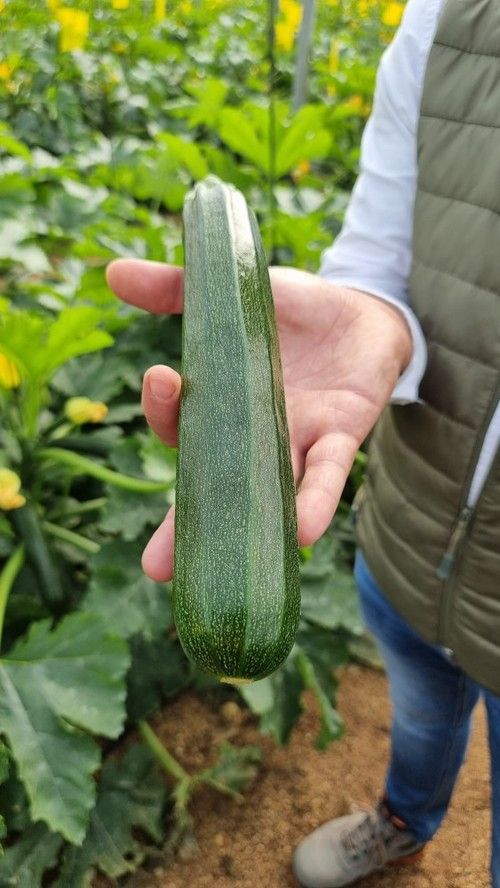 El fruto de Gaia es de color verde oscuro.