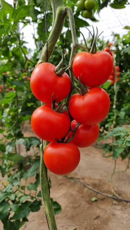 Los frutos presentan un rojo muy llamativo.