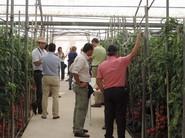 Los técnicos que acudieron a las jornadas de Cosmocel observando las diferencias entre los tomates tratados con Cosmocel y los otros.