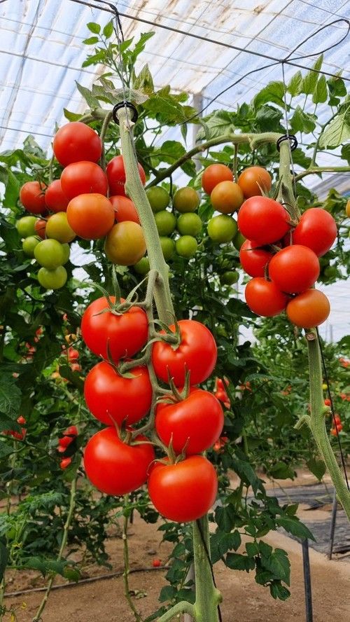 La planta de Góngora tiene entrenudo corto.