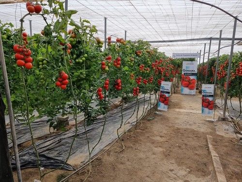 La producción de Góngora es alta y homogénea durante todo el ciclo.