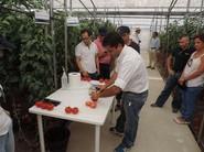 José Luis López pesando los tomates.