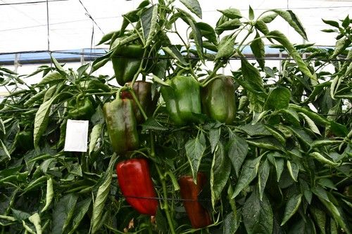 Las copas de las plantas, cargadas de frutos