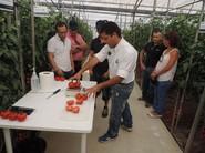 José Luis López demostró cómo los tomates tratados con Cosmocel tienen más consistencia, mayor peso y superan con nota los grados Brix con respecto a los tratados a la manera convencional.