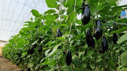 Esta variedad pasa muy bien el invierno.