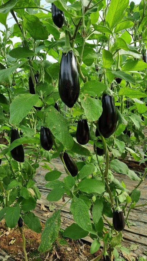 Vanesa tiene un excelente equilibrio vegetativo con una gran sanidad de planta.
