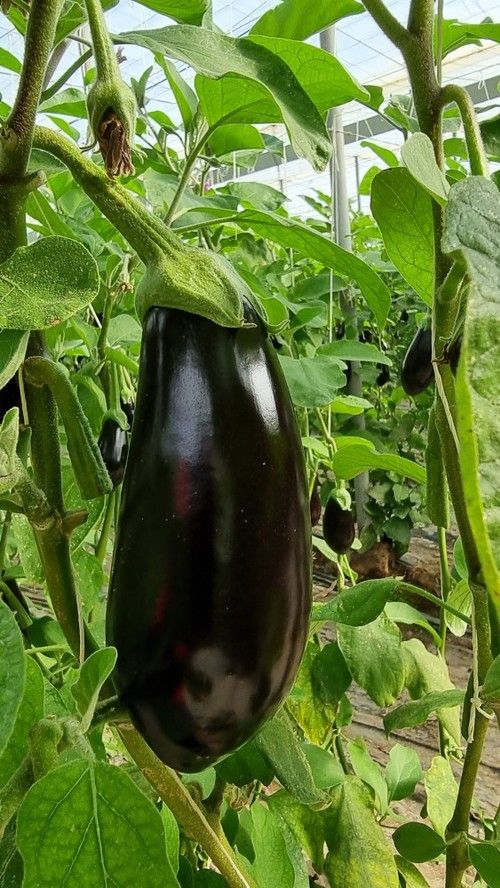 Fruto semilargo y muy homogéneo