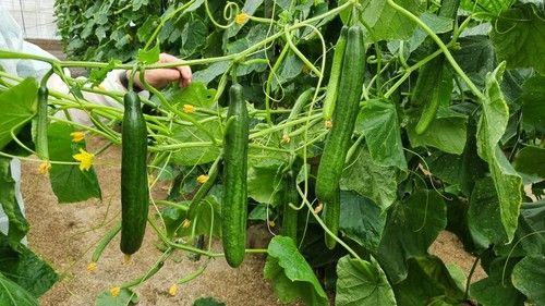 Sedal mantiene la producción hasta el final de la cosecha.