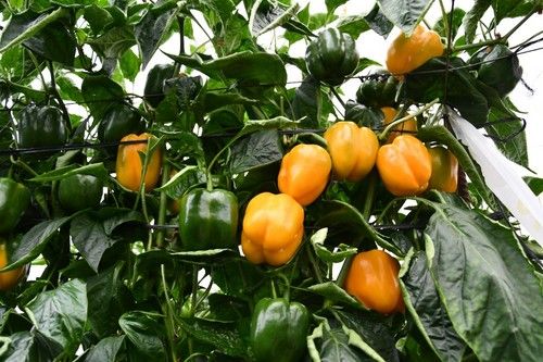 Esta variedad es ideal para cooperativa gracias a su calibre G.