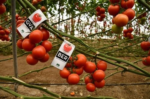 Ateneo es una variedad muy plástica, apreciada por el productor.