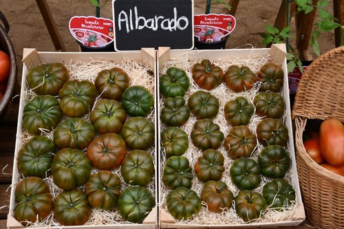 Dentro del segmento de tomate tradicional, Albarado está causando sensación.