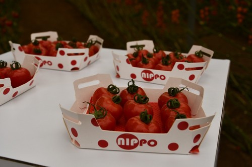 Nippo es un tomate pequeño, carnoso y con jugo.