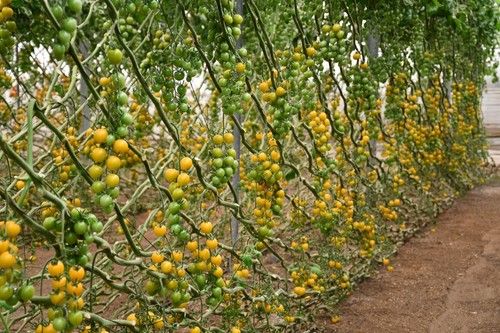 El amarillo también tiene cabida dentro del catálogo de tomates cherry de Semillas Fitó.