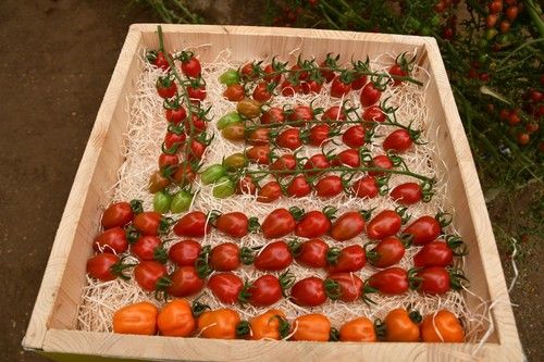Essentia, la variedad cherry 'fresa', especial para ciclos largos.