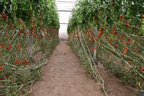 Mulán es la variedad de la gama Flavourite adaptada para los ciclos de otoño y primavera.