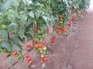 Tomates tratados con productos Cosmocel, véase la homogeneidad del fruto.