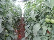 Las hojas y los tallos de los tomates tratados con productos de Cosmocel también son más grandes que las de las plantas tratadas, en la misma finca, a la manera convencional.