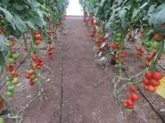 Otro detalle de tomates tratados con productos de Cosmocel.