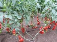 Tomates muy productivos y homogéneos, todo ello gracias a los productos de Cosmocel.