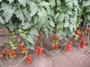 Tomates muy productivos y homogéneos, todo ello gracias a los productos de Cosmocel.