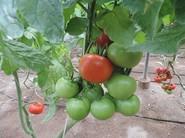 Otro primer plano de tomates tratados con productos naturales de Cosmocel.