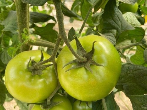 Frutos de gran calibre