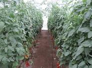 Las hojas y los tallos de los tomates sin tratar con productos de Cosmocel son más pequeños.