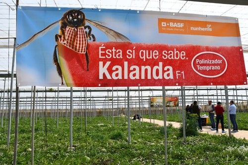Kalanda F1 ofrece los mejores cuajes tempranos y es polinizador perfecto para Bengala F1.