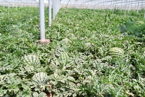 BASF ha organizado una jornada de campo en El Ejido para mostrar los excelentes resultados de esta sandía para ciclo temprano y extratemprano de invernadero.