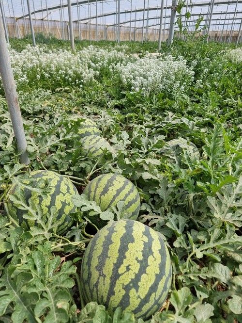 Los frutos son homogéneos con calibre entre 6 y 8 kilos.