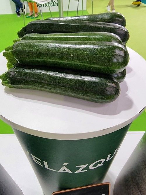 Velázquez es un calabacín de Fitó.