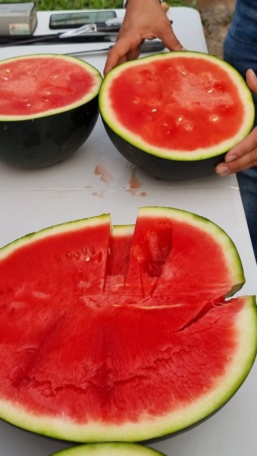 Buen color y sabor en esta variedad de Syngenta.