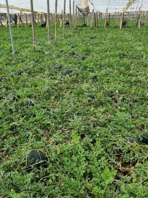 Jamaica tiene una planta vigorosa y con una buena adaptabilidad a ciclos tempranos de Almería en invernadero, y al aire libre.