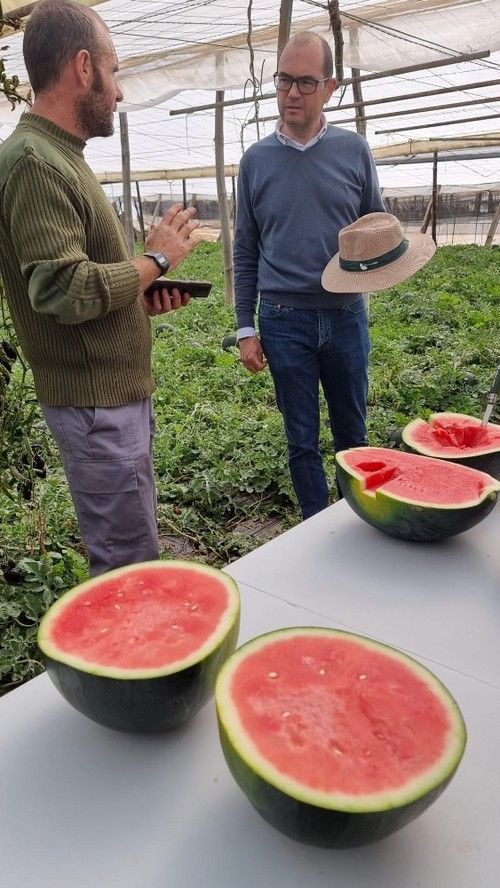 Antonio Gutiérrez, de Syngenta, explicando cómo es esta variedad.