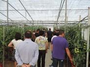 Agricultores de la zona de La Cañada y El Alquián visitando un cultivo de tomate en la Finca Experimental Las Palmerillas de la Fundación Cajamar Caja Rural, parte tratado con la estrategia de Cosmocel y parte con la estándar de la zona.