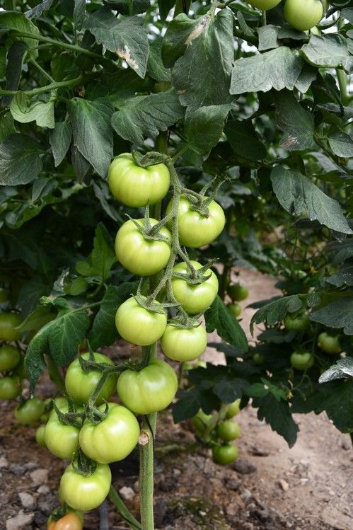 Pontal RZ ofrece mucho calibre y una alta calidad de fruta