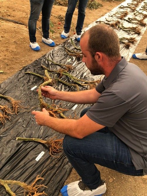 Manuel Rodríguez, técnico de investigación, junto con las variedades de portainjertos de Vilmorin-Mikado.