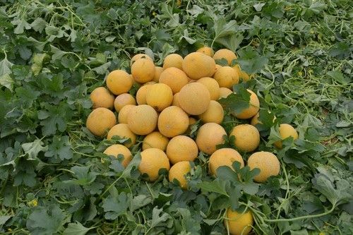 Elevada producción y facilidad de cuaje son dos de los aspectos destacados de esta variedad