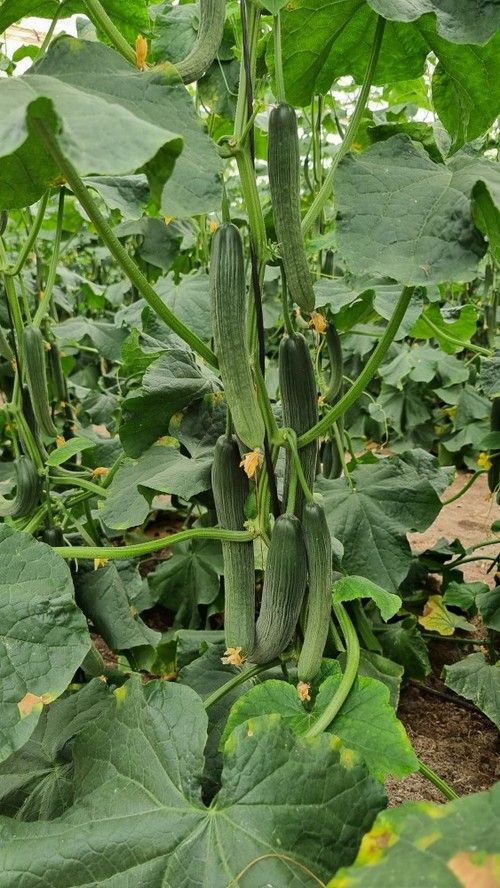 Tintero F1 es una variedad muy productiva.