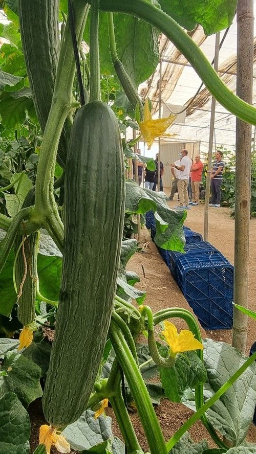 Tintero presenta un fruto oscuro.