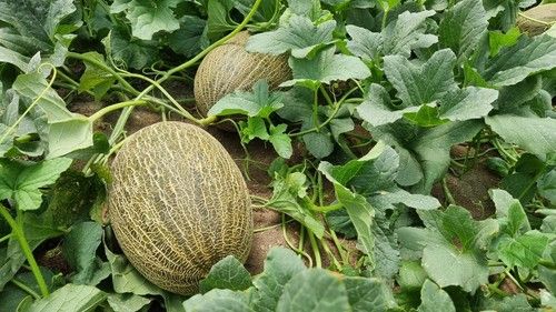 El fruto de Valdemar F1 se sitúa entre los 2,5 y 3,5 kilos.