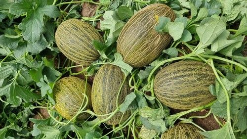 Sanidad de planta, producción y calidad en fruto.