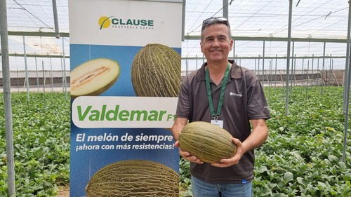 Javier Achón, técnico de Desarrollo de melón piel de sapo de HM.CLAUSE.