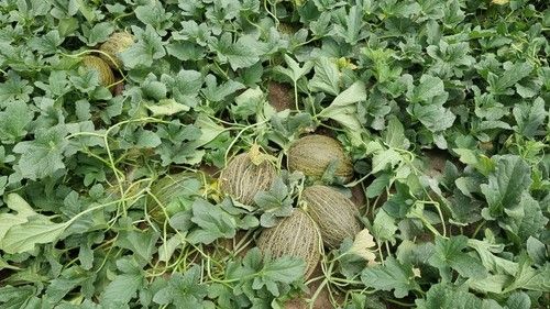 Valdemar F1 es un melón para plantaciones desde enero hasta finales de marzo en Almería.