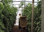 Un productor observando los tomates.