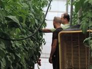 Agricultores conversando acerca de las plantaciones de tomate.