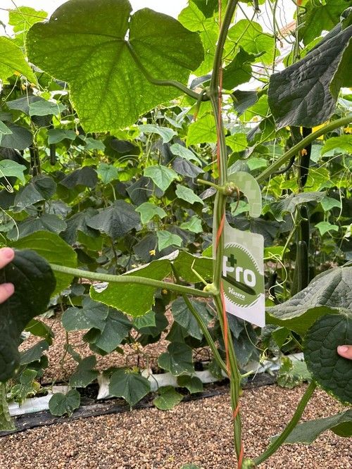 Un aspecto a destacar de la variedad es su entrenudo corto.