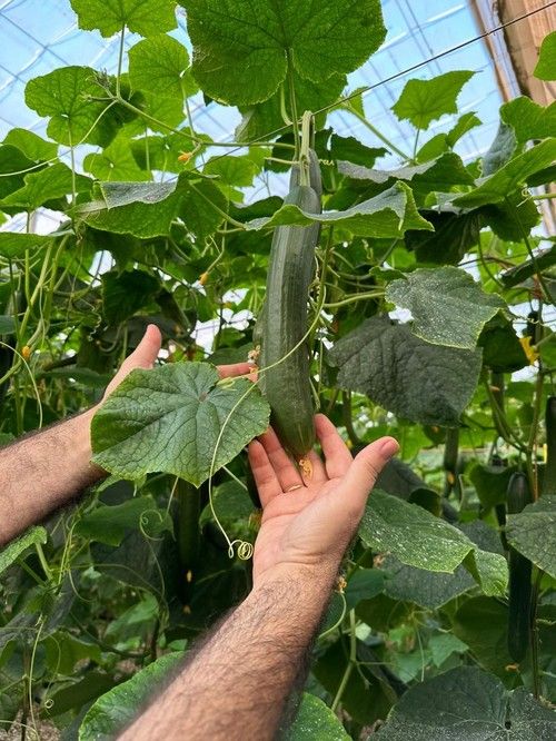 Destacar la longitud del fruto, que se mantiene estable a lo largo del ciclo obteniendo un alto porcentaje de los mismos entre los 29 y 31 centímetros.