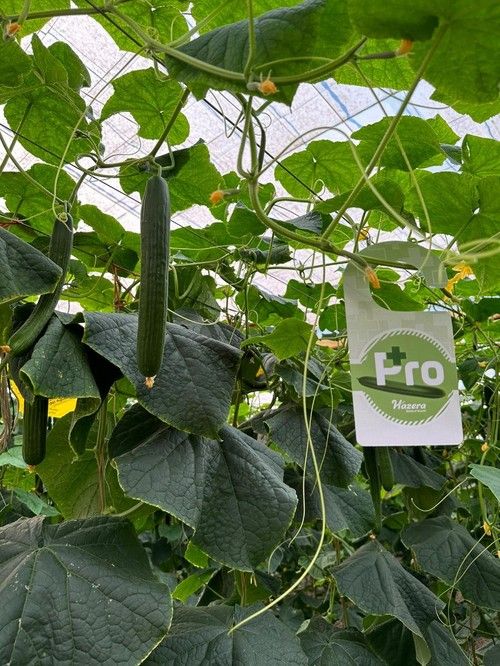 Este pepino holandés pertenece a la gama pro+ de la casa de semilla, ofreciendo un plus en su paquete de resistencias con la resistencia a CGMMV.